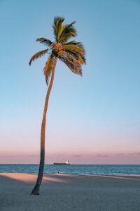 A beach getaway with a boat and a palm tree for staying healthy and having fun.